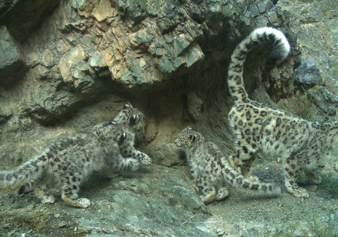 Roaring Success For Snow Leopards In 2019 - Snow Leopard Trust