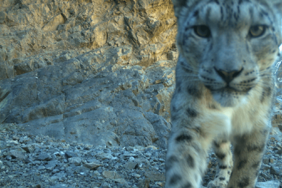 Picture2 - Snow Leopard Trust