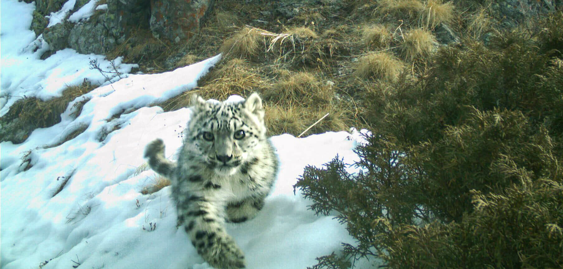 Snow Leopard Cub Quiz - Snow Leopard Trust