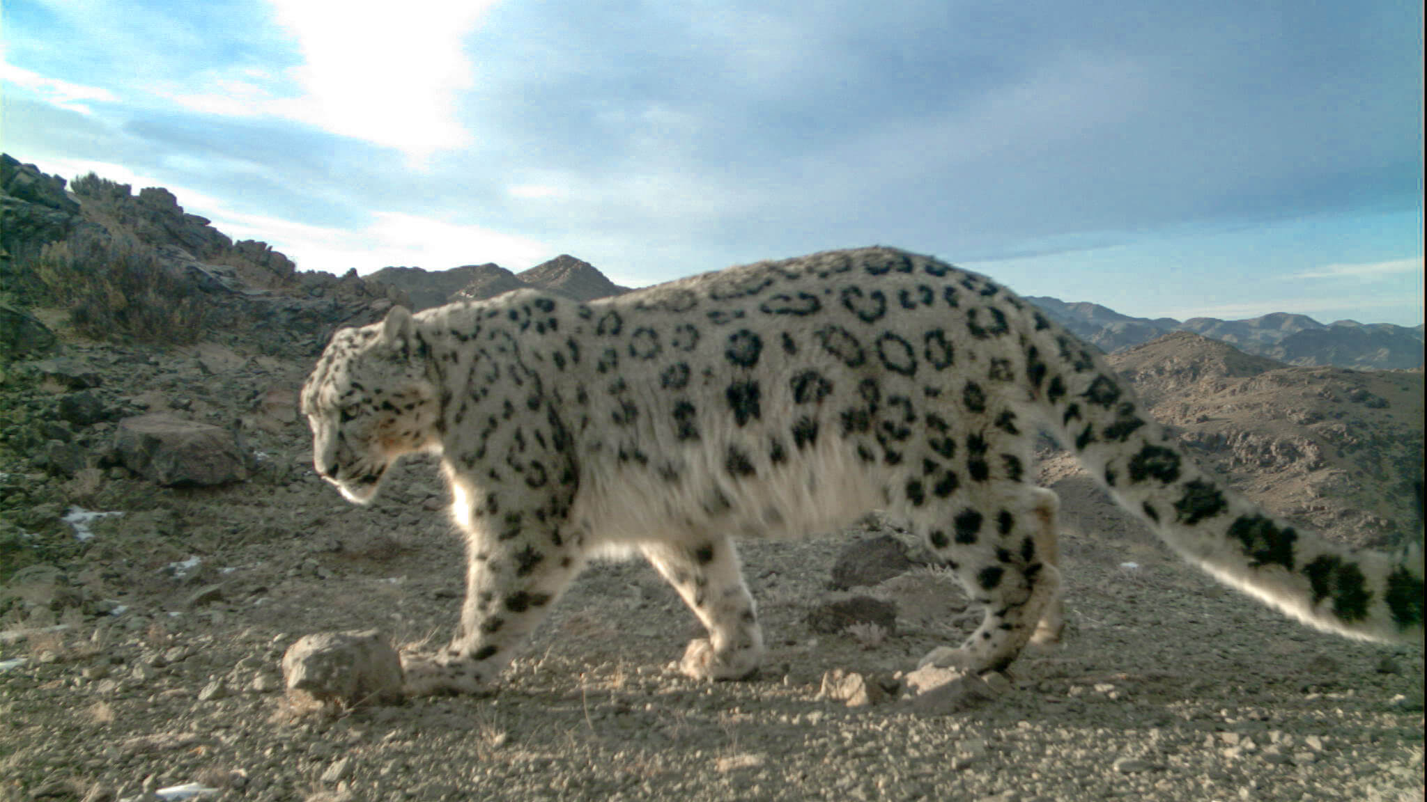 Catching up with 3 Collared Cats, 1 Ibex and 14 Goats - Snow Leopard Trust